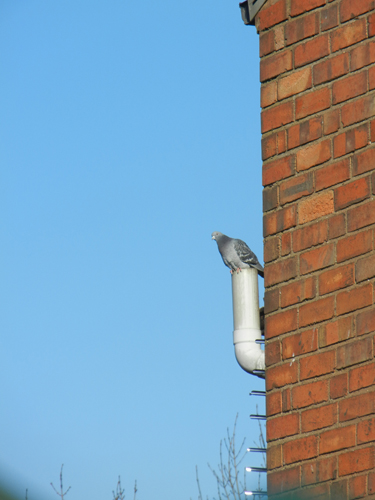 Pigeon for web